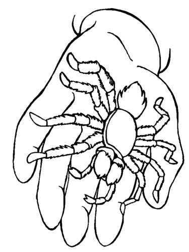 Free Printable Spider Coloring Pages