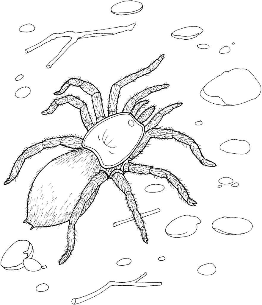27 Free Spider Coloring Pages Printable