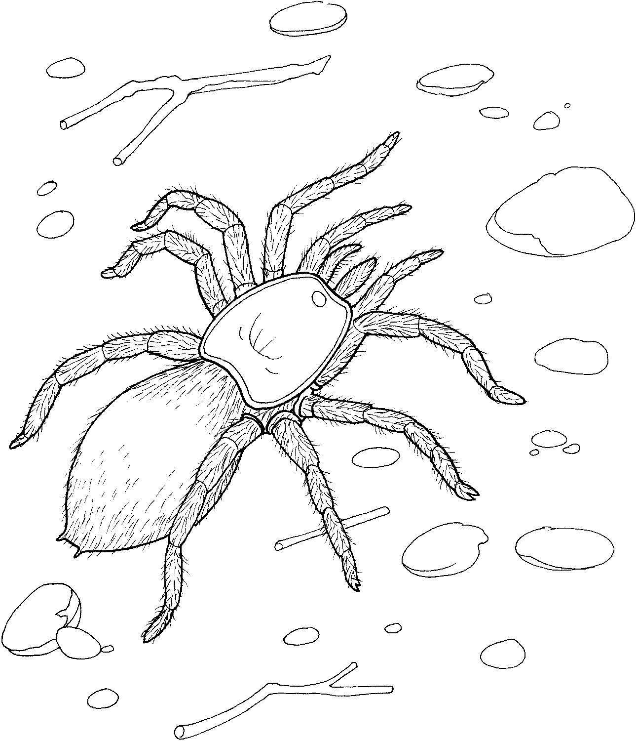 Reaslitic Spider Coloring Page