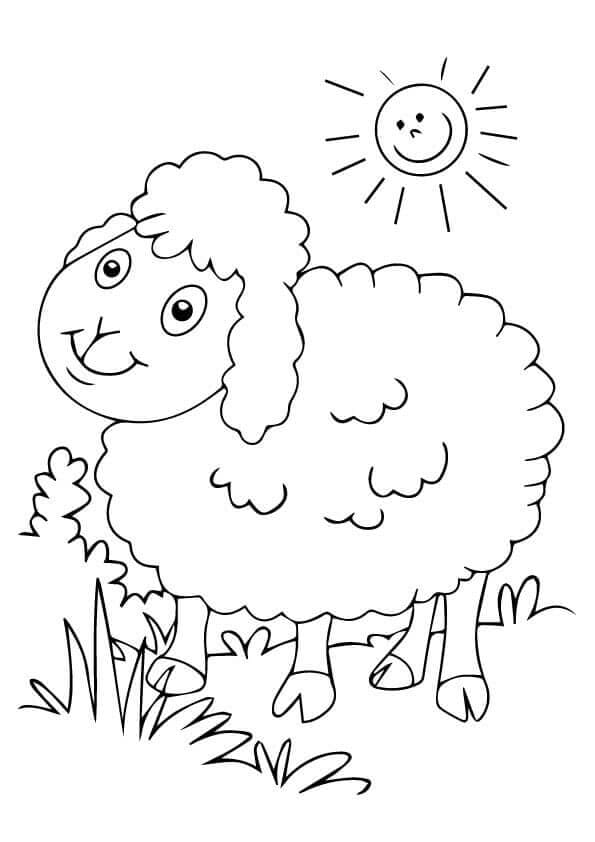 Sheep Basking In Sun