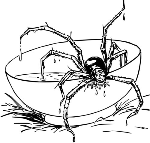 Spider Coloring Page Spider Coloring Page