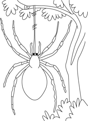 Spider Coloring Pictures To Print