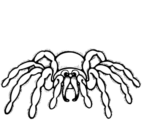 Spider With Mustache Spider With Mustache