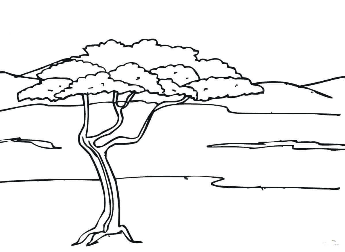 Acacia Tree coloring page