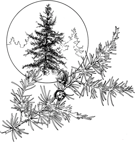 American Larch Tree coloring page