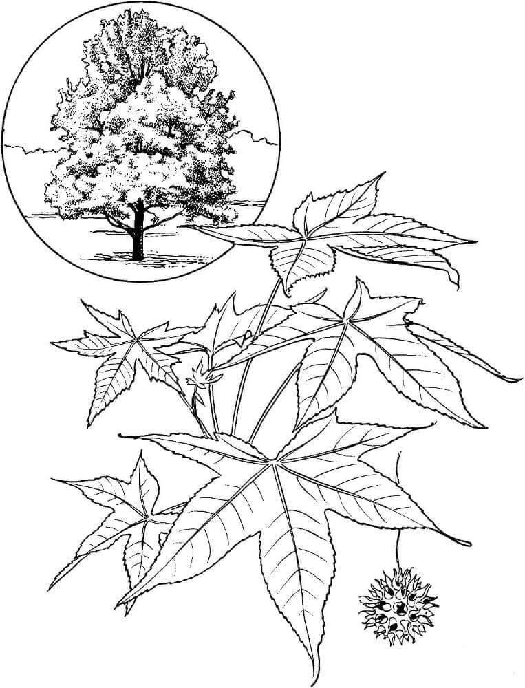 American sweet gum tree coloring page