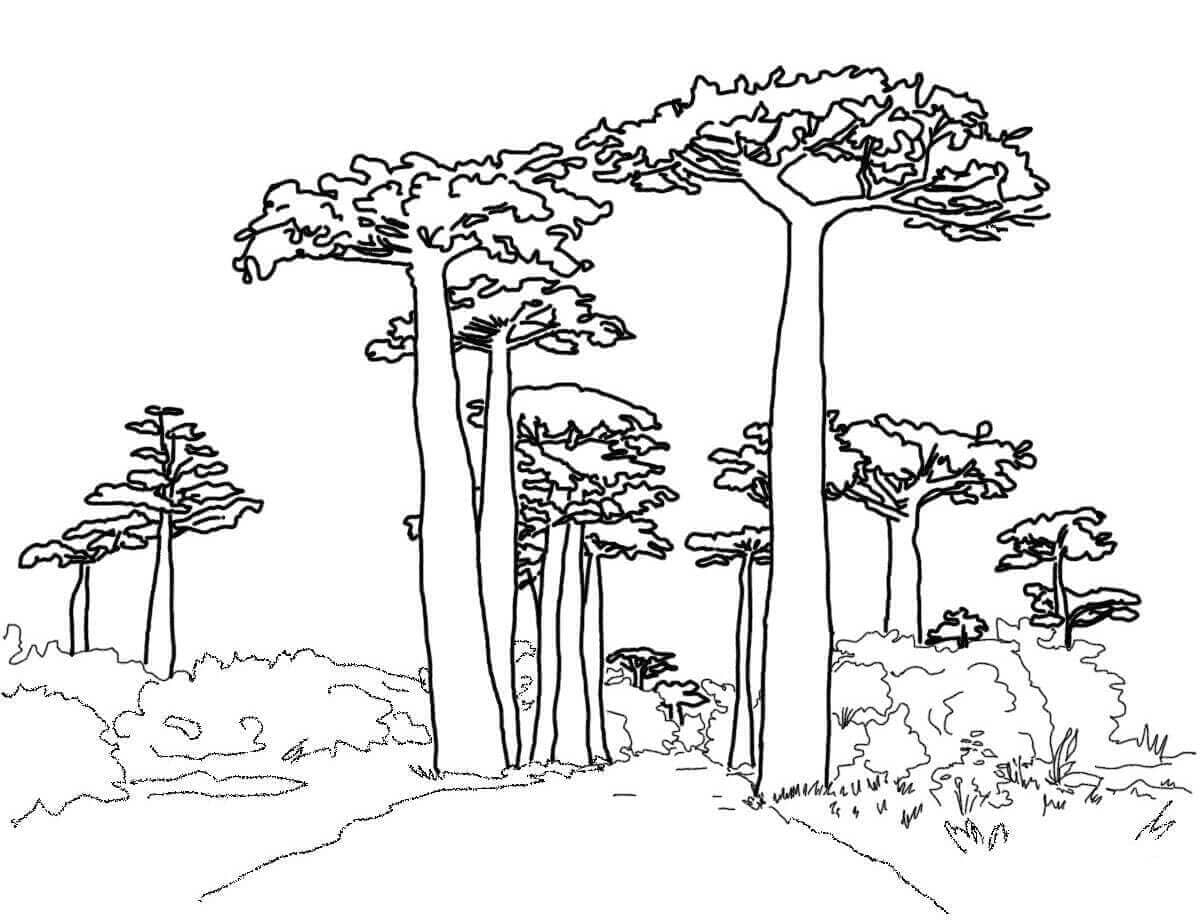 35 Free Tree Coloring Pages Printable – ScribbleFun