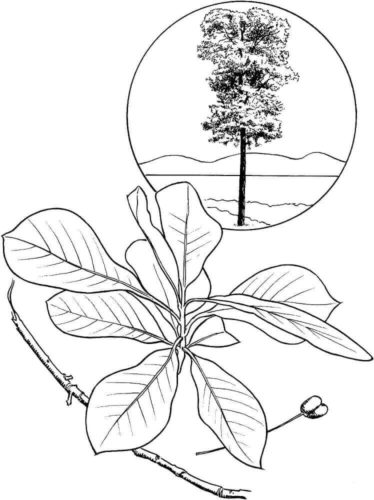 Black gum tree coloring page