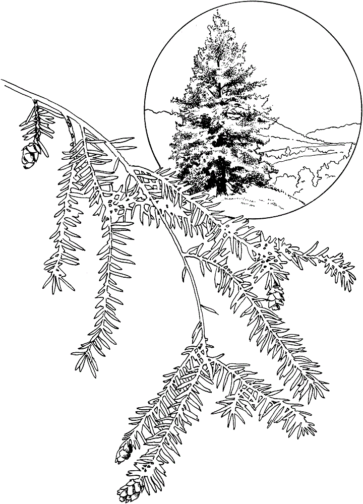 Canadian Hemlock Tree coloring page