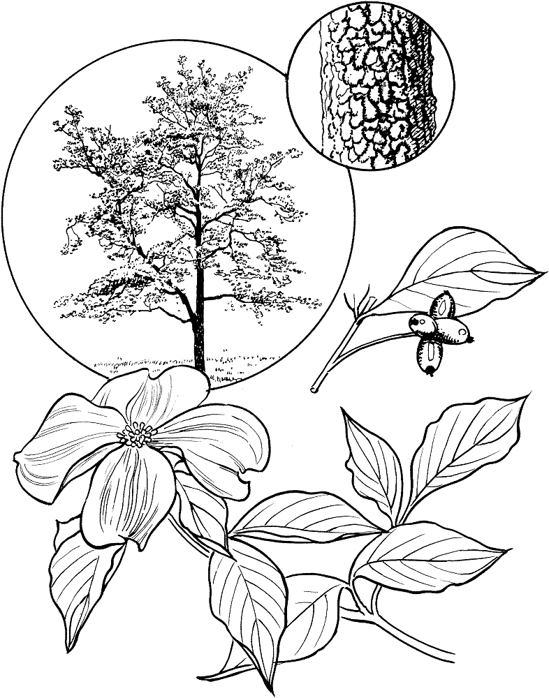 Dogwood Tree coloring page