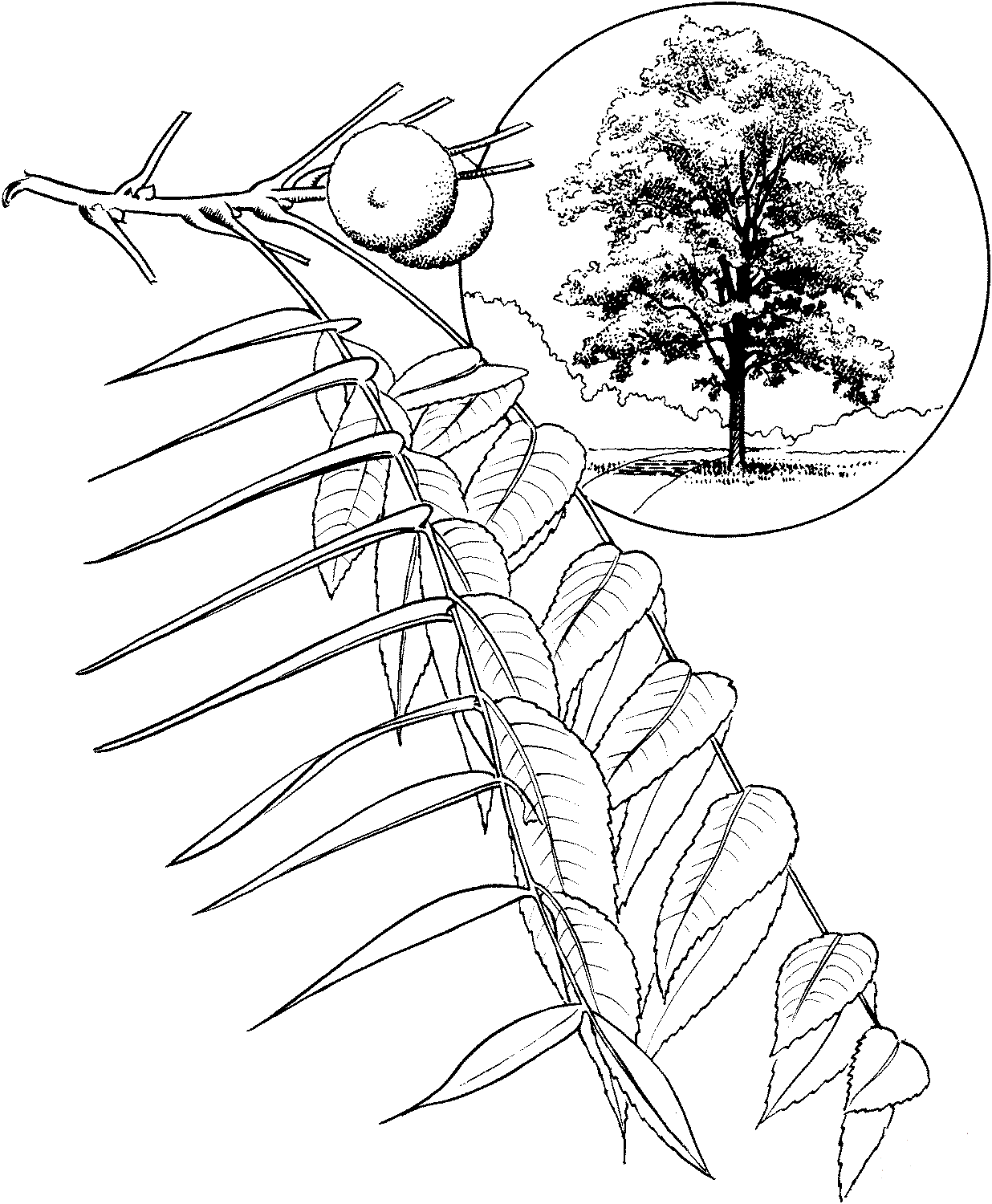 Eastern Black Walnut Tree coloring page
