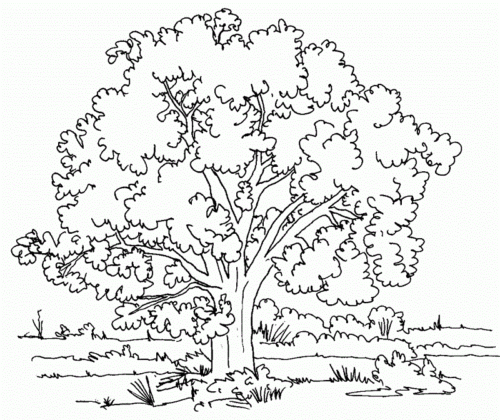 Free Printable Tree Coloring Pages