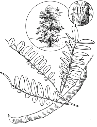 Honey Locust coloring page