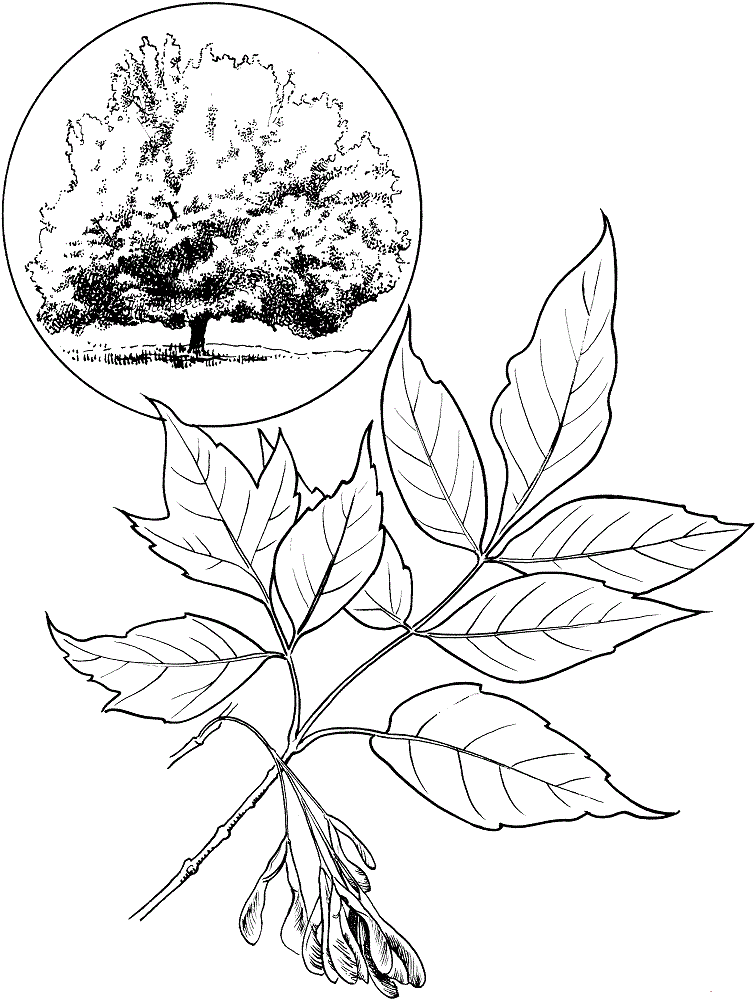 Maple Ash coloring page