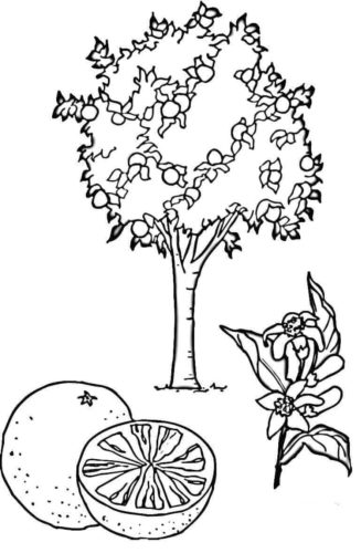 Orange Tree coloring page Orange Tree coloring page