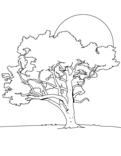 Tree Coloring Pages Tree Coloring Pages