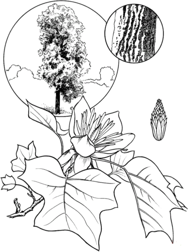 Tulip Poplar Tree coloring page Tulip Poplar Tree coloring page