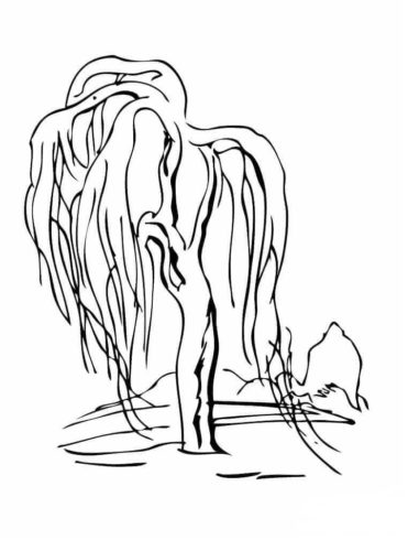 Weeping Willow Tree coloring page