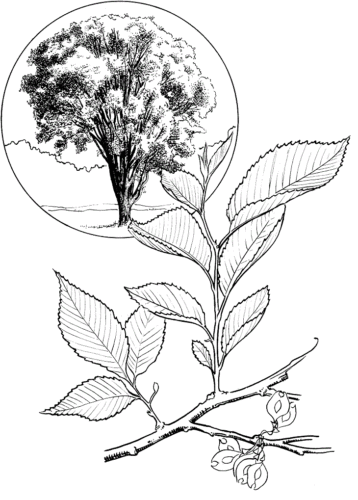 White Elm Tree coloring page