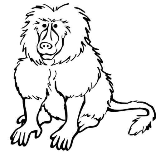 Baboon Coloring Pages