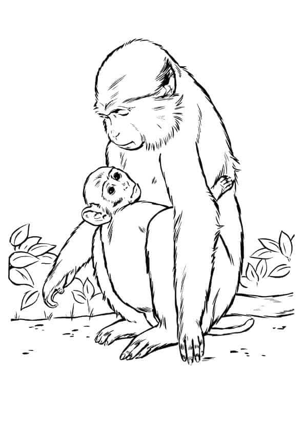 Mama Monkey With Baby Monkey