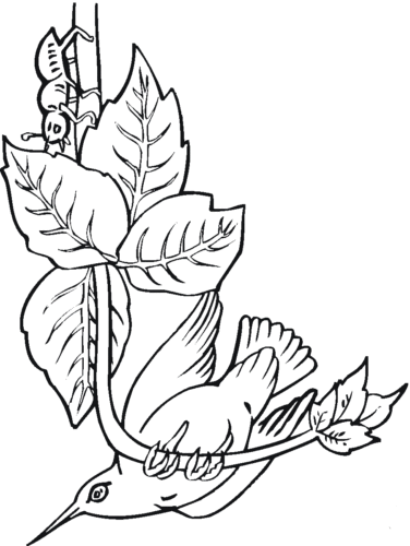 Bee hummingbird coloring page