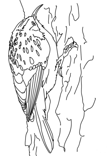 Brown Creeper coloring page