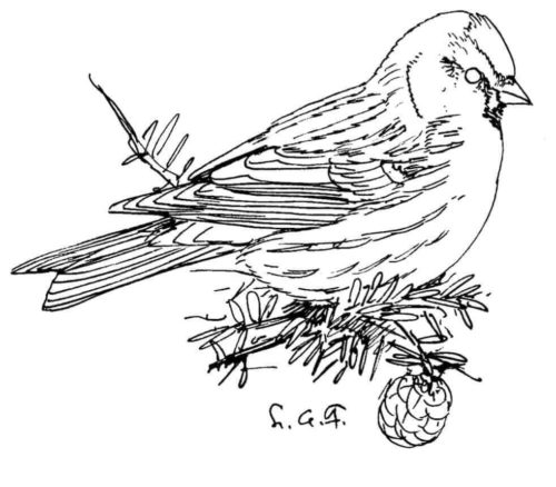 Common Redpoll coloring page