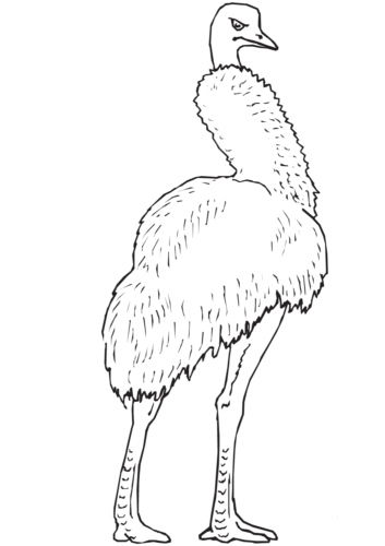 Emu coloring page
