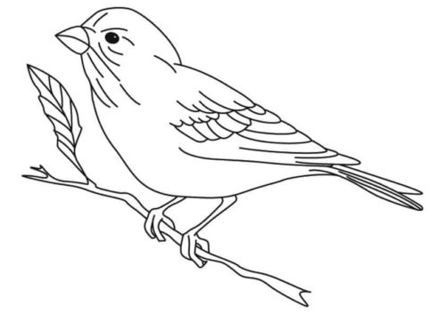 Finch coloring page