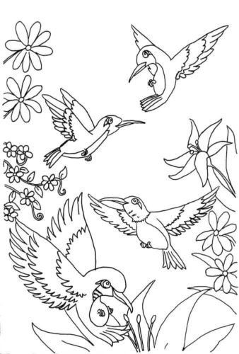 Free printable hummingbird coloring pages