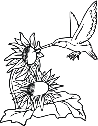 Hummingbird coloring page printable