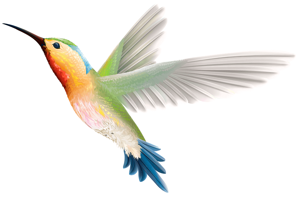 25 Free Hummingbirds Coloring Pages Printable