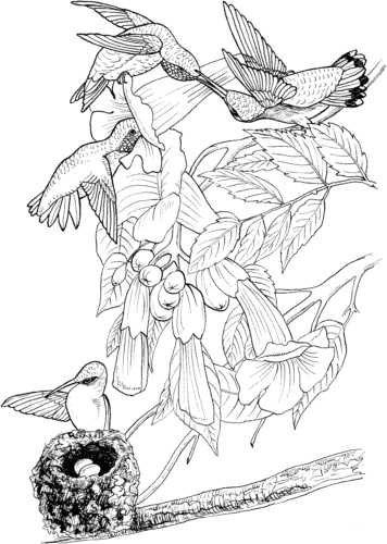 Hummingbirds coloring pages