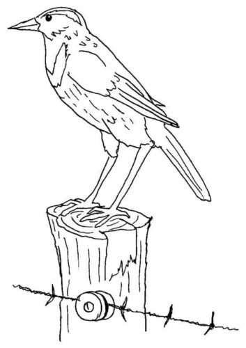 Meadowlark coloring page