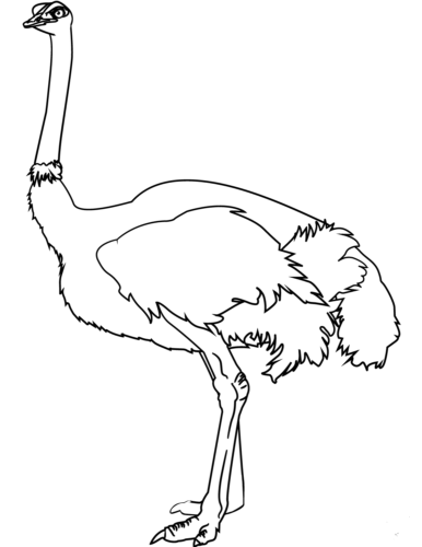 Download 40 Birds Coloring Pages Printable