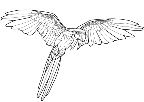 red wing black bird coloring pages