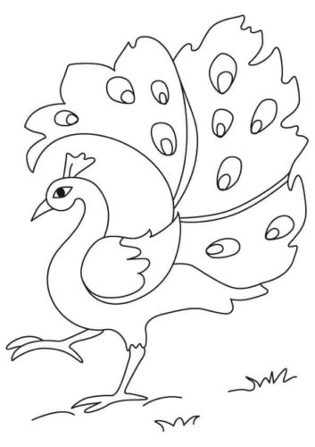 Peacock coloring page