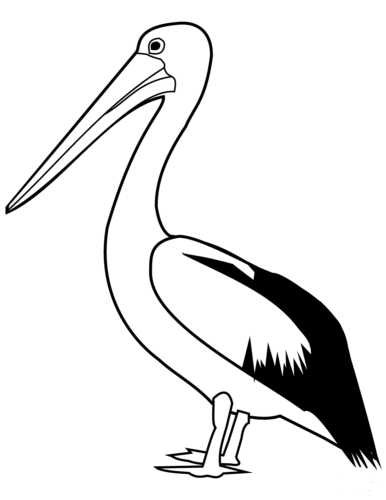 Pelican coloring page