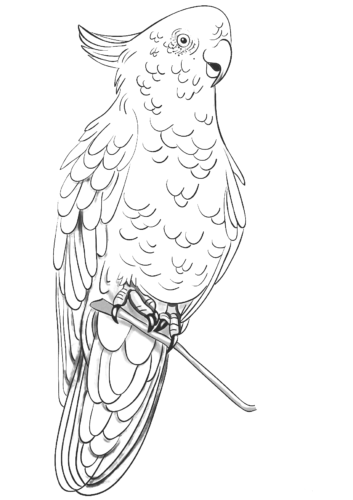 Rose breasted cockatoo coloring page