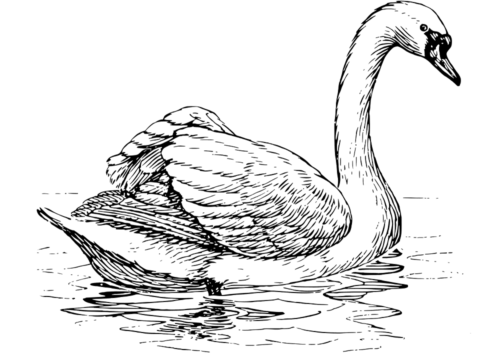 Swan coloring page