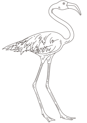 Detailed flamingo