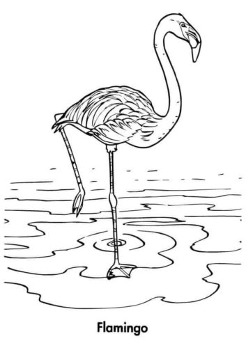 Flamingo coloring pages