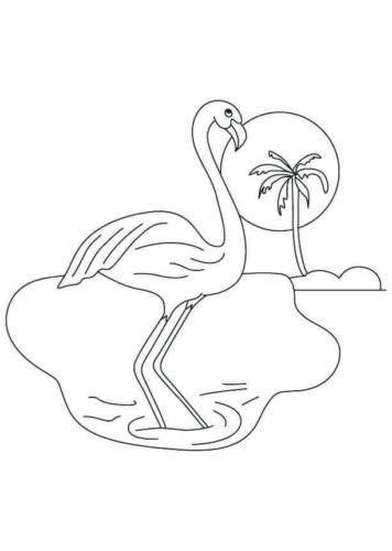 Flamingo on the island