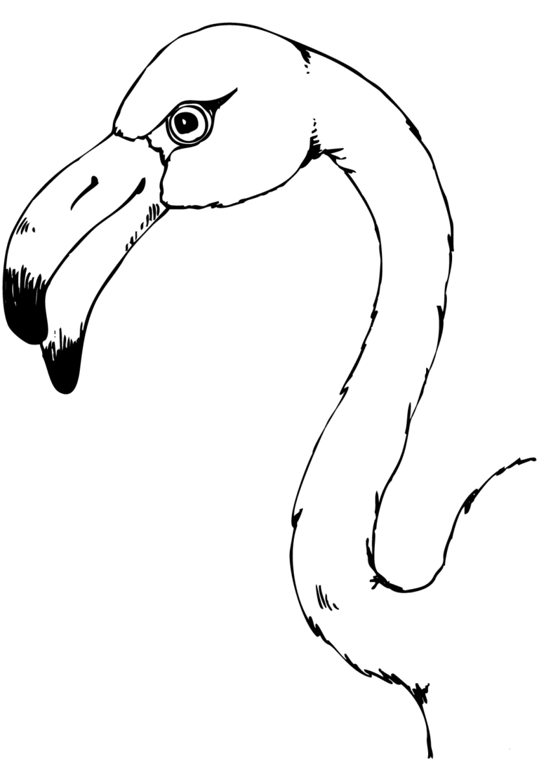 30 Free Flamingo Coloring Pages Printable