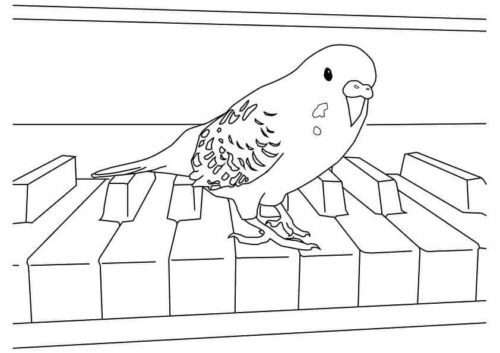 Parrotlet coloring page