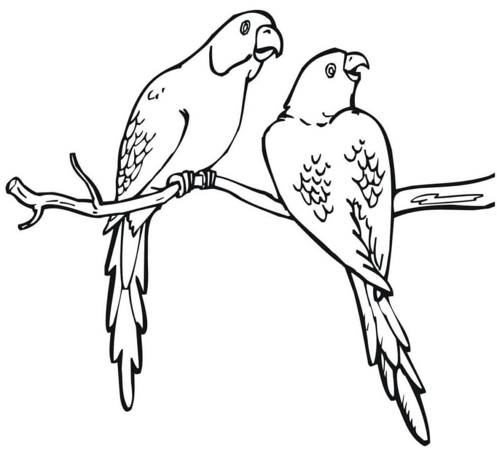 35 Free Parrot Coloring Pages Printable