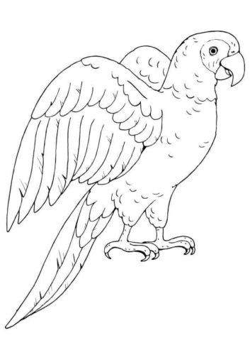 Poicephalus parrot