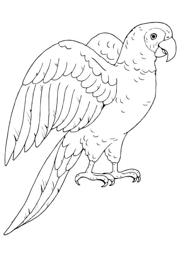 35 Free Parrot Coloring Pages Printable