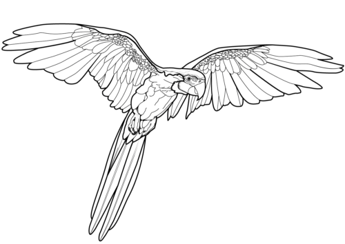 Realistic parrot coloring page
